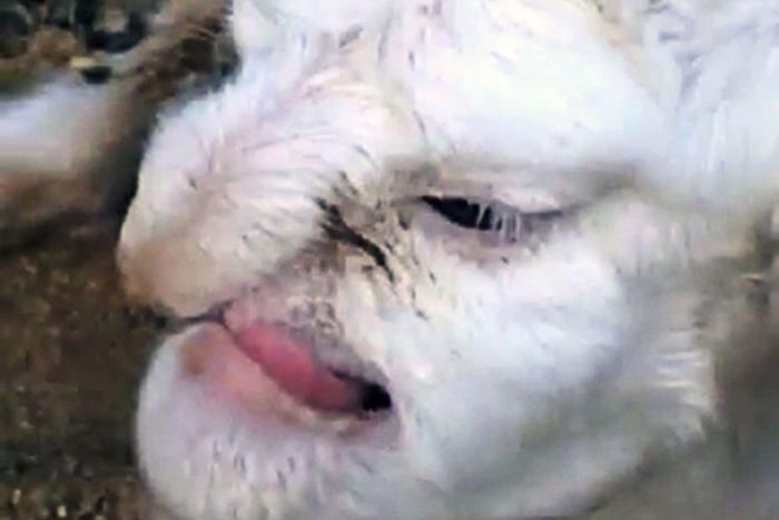 ___3615649___https:______static.pulse.com.gh___webservice___escenic___binary___3615649___2015___3___30___17___ad164517957pic_shows_the_la-2