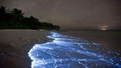 ___3933237___https:______static.pulse.com.gh___webservice___escenic___binary___3933237___2015___7___2___23___glowing-firefly-squid2-550x321