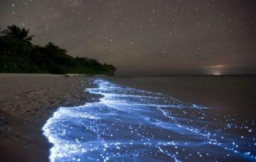___3933237___https:______static.pulse.com.gh___webservice___escenic___binary___3933237___2015___7___2___23___glowing-firefly-squid2-550x321