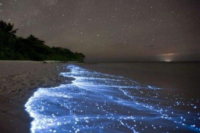 ___3933237___https:______static.pulse.com.gh___webservice___escenic___binary___3933237___2015___7___2___23___glowing-firefly-squid2-550x321