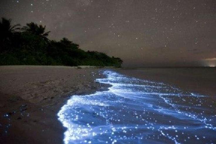 ___3933237___https:______static.pulse.com.gh___webservice___escenic___binary___3933237___2015___7___2___23___glowing-firefly-squid2-550x321