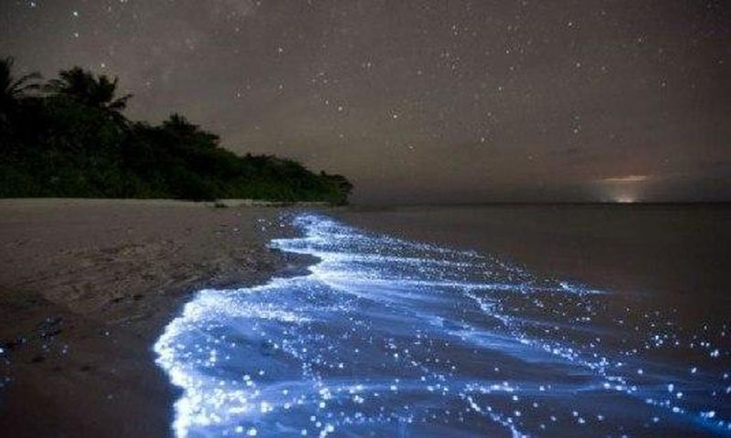 ___3933237___https:______static.pulse.com.gh___webservice___escenic___binary___3933237___2015___7___2___23___glowing-firefly-squid2-550x321