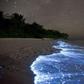 ___3933237___https:______static.pulse.com.gh___webservice___escenic___binary___3933237___2015___7___2___23___glowing-firefly-squid2-550x321