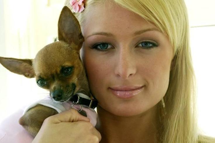 Paris Hilton loses dog, Tinkerbell