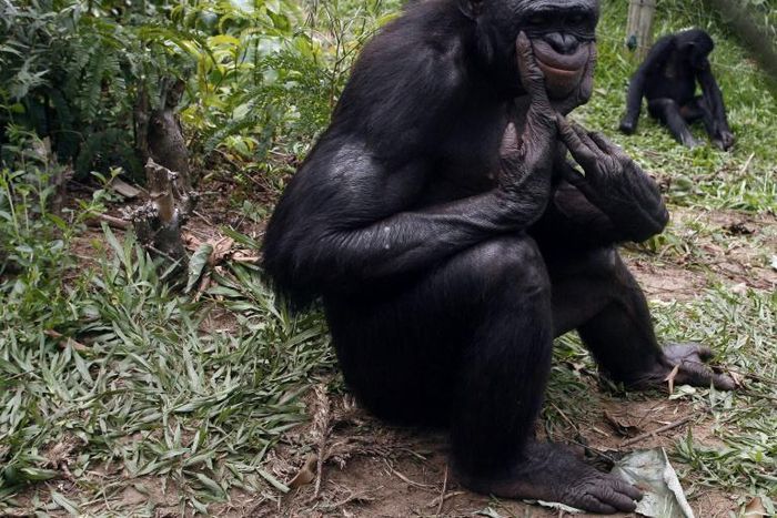 Salonga is the largest area of protected rainforest in Africa and home to 40 percent of the world's remaining bonobo population