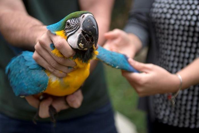The mission of Brazil's environmental protection agency's is to protect the country's flora and fauna, but the new government of Jair Bolsonaro sees it as an impediment to mining and farming interests