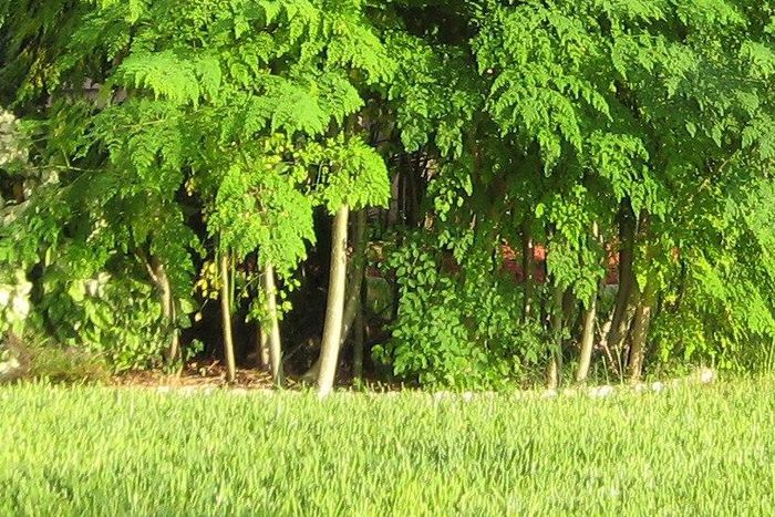 Moringa trees