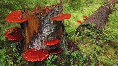 ___3902359___https:______static.pulse.com.gh___webservice___escenic___binary___3902359___2015___6___24___13____83800057_c0057694-reishi_fungus-spl