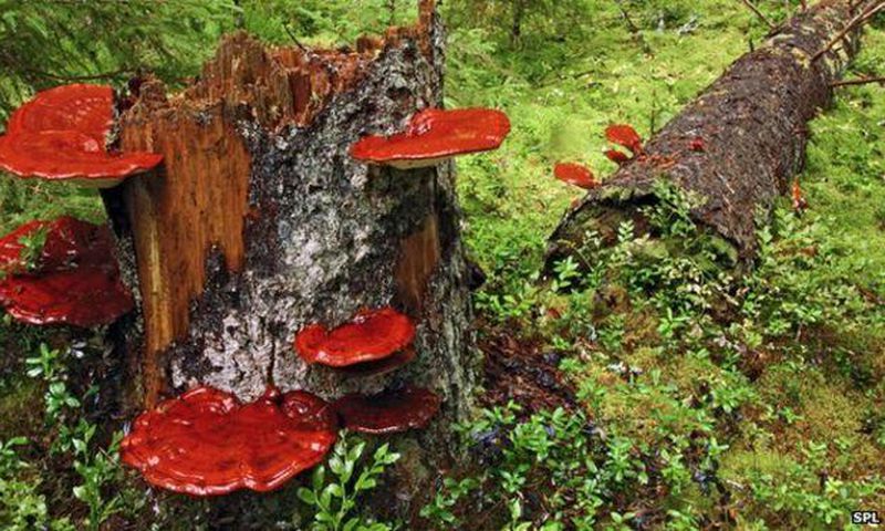___3902359___https:______static.pulse.com.gh___webservice___escenic___binary___3902359___2015___6___24___13____83800057_c0057694-reishi_fungus-spl