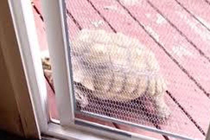 ___4082772___https:______static.pulse.com.gh___webservice___escenic___binary___4082772___2015___8___18___18___imgres_1