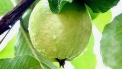 Guava consumption helps lower blood sugar - Nutritionist