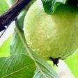 Guava consumption helps lower blood sugar - Nutritionist