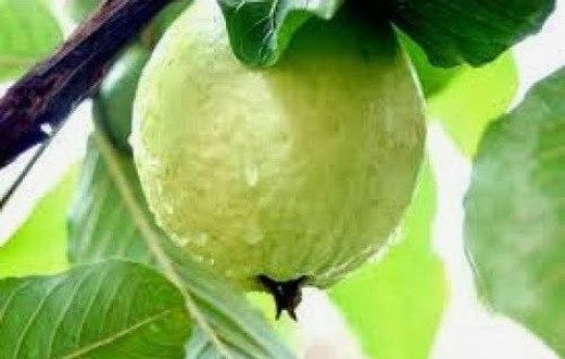 Guava consumption helps lower blood sugar - Nutritionist