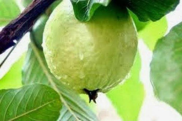 Guava consumption helps lower blood sugar - Nutritionist