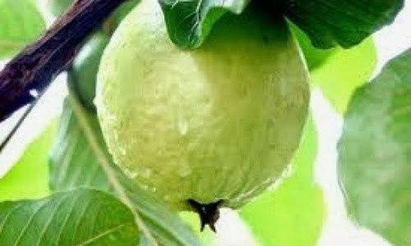 Guava consumption helps lower blood sugar - Nutritionist