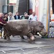 People help a hippopotamus escape from a flooded zoo in Tbilisi.