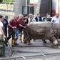 People help a hippopotamus escape from a flooded zoo in Tbilisi.