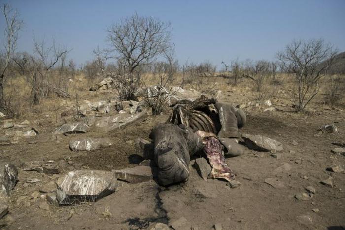 Roughly a quarter of the world population of rhinos has been killed in South Africa in the last eight years, due to demand for their horn