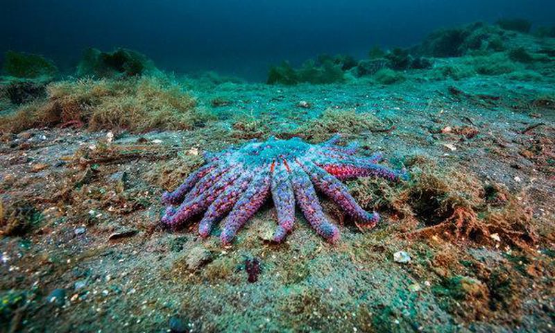 Scientists single out a suspect in starfish carnage: Warming oceans