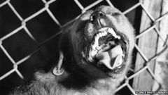 ___3943613___https:______static.pulse.com.gh___webservice___escenic___binary___3943613___2015___7___6___15____82370622_suspected_rabid_dog_barking-spl