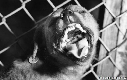 ___3943613___https:______static.pulse.com.gh___webservice___escenic___binary___3943613___2015___7___6___15____82370622_suspected_rabid_dog_barking-spl