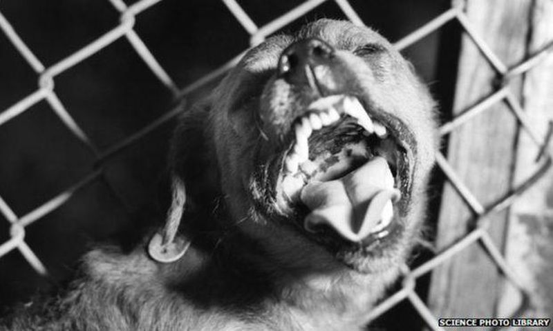 ___3943613___https:______static.pulse.com.gh___webservice___escenic___binary___3943613___2015___7___6___15____82370622_suspected_rabid_dog_barking-spl