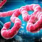 ___3850562___https:______static.pulse.com.gh___webservice___escenic___binary___3850562___2015___6___10___16___Ebola-Virus