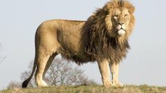 ___3924889___https:______static.pulse.com.gh___webservice___escenic___binary___3924889___2015___6___30___20___lion