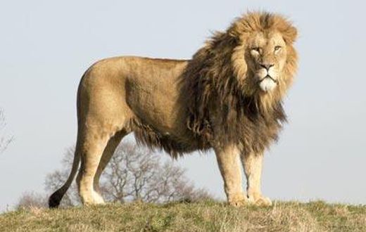 ___3924889___https:______static.pulse.com.gh___webservice___escenic___binary___3924889___2015___6___30___20___lion