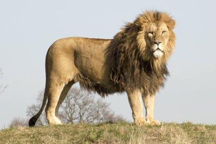 ___3924889___https:______static.pulse.com.gh___webservice___escenic___binary___3924889___2015___6___30___20___lion