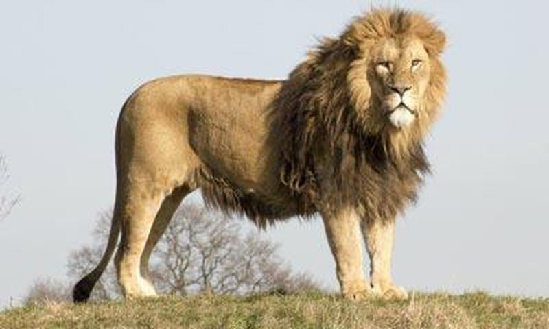 ___3924889___https:______static.pulse.com.gh___webservice___escenic___binary___3924889___2015___6___30___20___lion