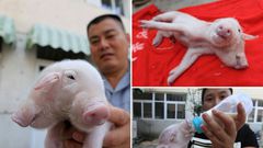 It was fed with pig baby formula through both its mouths using a baby's bottle.