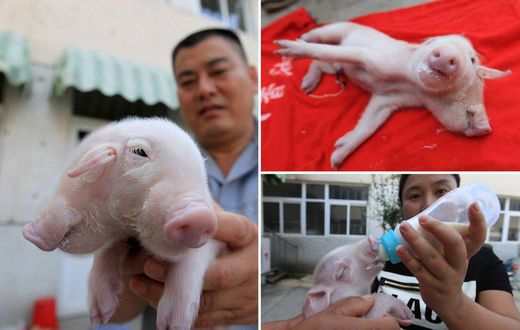 It was fed with pig baby formula through both its mouths using a baby's bottle.