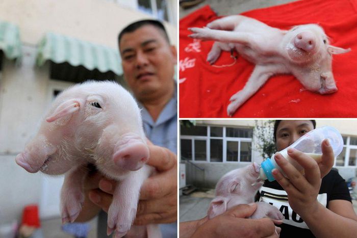 It was fed with pig baby formula through both its mouths using a baby's bottle.