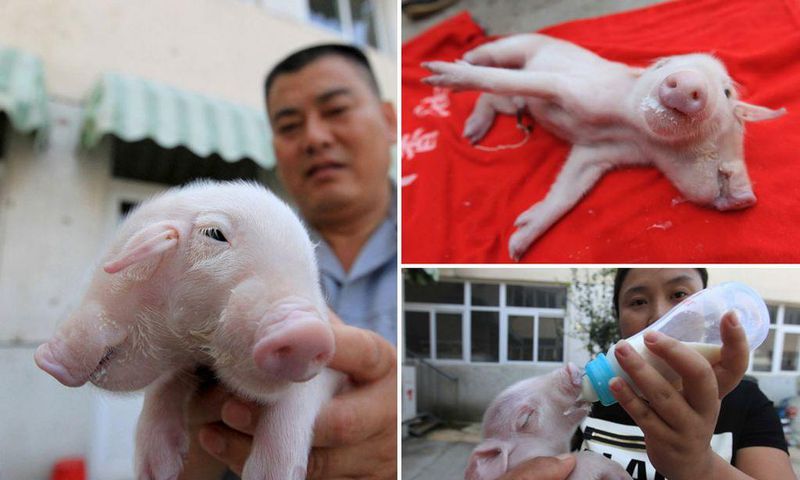 It was fed with pig baby formula through both its mouths using a baby's bottle.