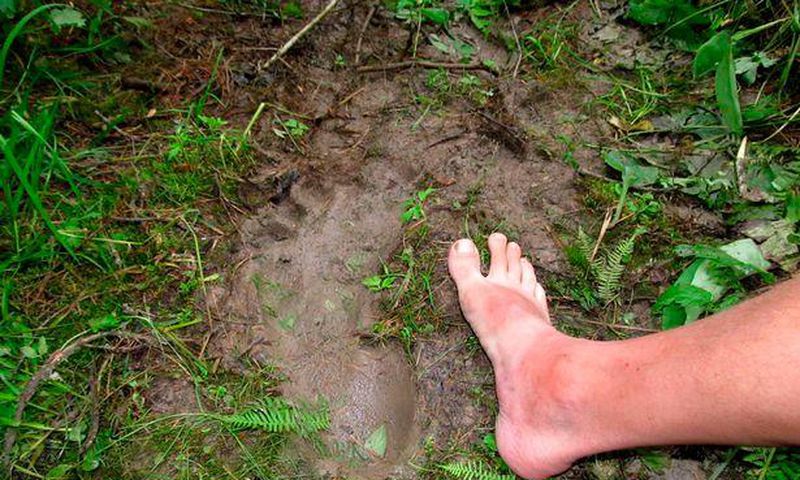 A Yeti popularly referred to as the "mountain man" is an ape-like creature taller than an average human and very huge.