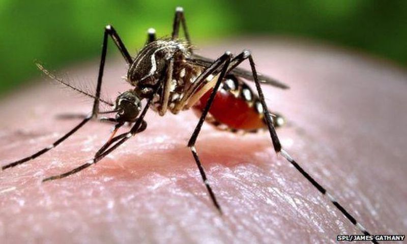 ___3696012___https:______static.pulse.com.gh___webservice___escenic___binary___3696012___2015___4___24___18____82494089_mosquitoc0093043-feeding_mosquito-spl_2