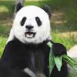 Chinese Panda