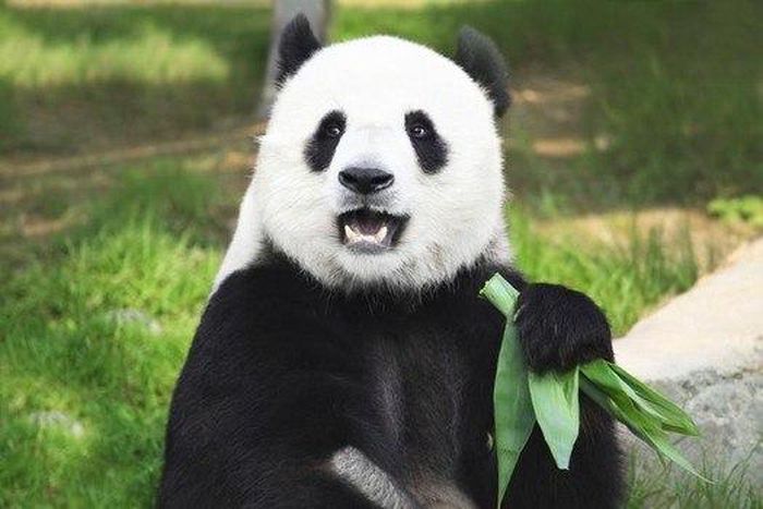 Chinese Panda
