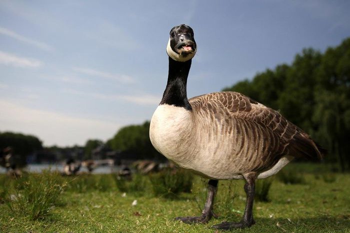 ___3792049___https:______static.pulse.com.gh___webservice___escenic___binary___3792049___2015___5___24___19___Duck