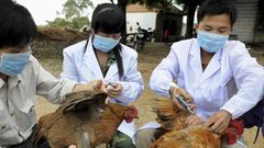 ___3843418___https:______static.pulse.com.gh___webservice___escenic___binary___3843418___2015___6___9___9___chinas-bird-flu-problem-is-getting-worse