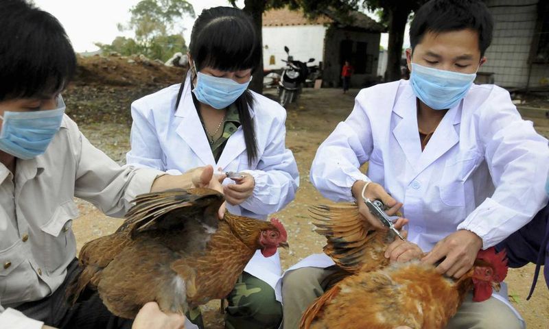 ___3843418___https:______static.pulse.com.gh___webservice___escenic___binary___3843418___2015___6___9___9___chinas-bird-flu-problem-is-getting-worse
