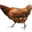 Stolen chicken lands man in jail