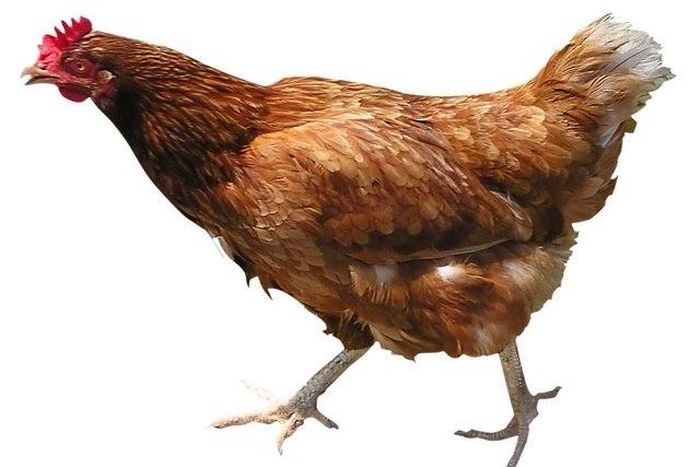 Stolen chicken lands man in jail