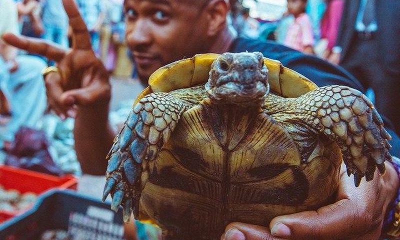 Usher Raymond displaying a turtle at a Moroccan market