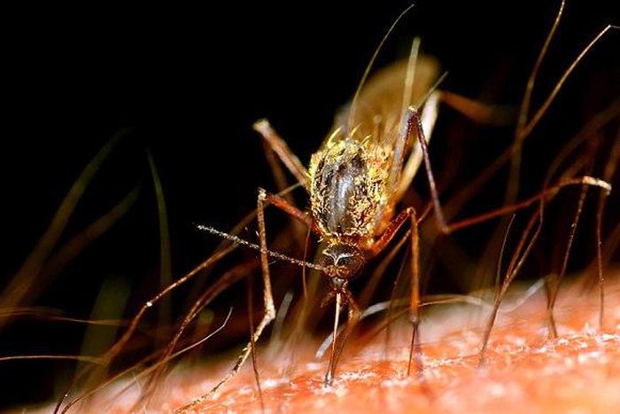 ___4009736___https:______static.pulse.com.gh___webservice___escenic___binary___4009736___2015___7___24___18___mosquito_3385724b