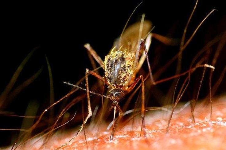 ___4009736___https:______static.pulse.com.gh___webservice___escenic___binary___4009736___2015___7___24___18___mosquito_3385724b
