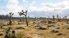 Joshua Trees in National Park May Take Centuries to Regrow