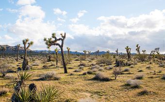 Joshua Trees in National Park May Take Centuries to Regrow