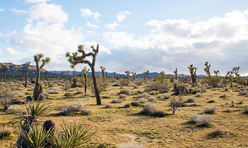 Joshua Trees in National Park May Take Centuries to Regrow